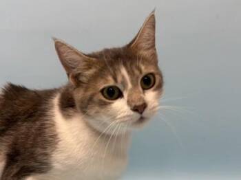 Meow Meow -  Domestic Short Hair Cat for Adoption in Minneapolis, Minnesota - Meow Meow | PetCurious