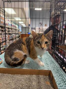 Domestic Short Hair Cats Available for Adoption - Peaches | PetCurious