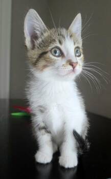 Tabby and Domestic Short Hair Cats Available for Adoption in Campbell, California - Vivien | PetCurious