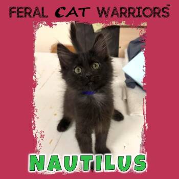Domestic Short Hair Cats Available for Adoption in Kingman, Arizona - Nautilus | PetCurious