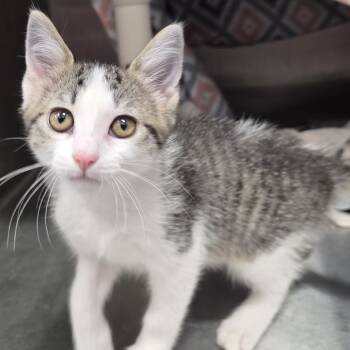 Jade -  Domestic Short Hair Cat for Adoption in Fort Wayne, Indiana - Jade | PetCurious
