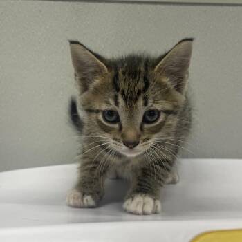 Chester -  Domestic Short Hair Cat for Adoption in Clearwater, Florida - Chester | PetCurious