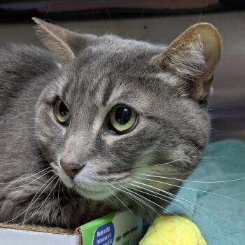 Kiki -  Domestic Short Hair Cat for Adoption in South Burlington, Vermont - Kiki | PetCurious