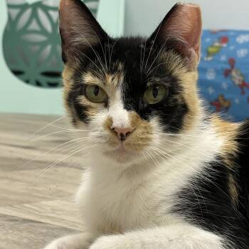 FREYA -  Calico Cat for Adoption in Albany, New York - FREYA | PetCurious