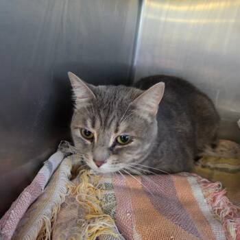 Whimsy Lou -  Domestic Short Hair Cat for Adoption in Spokane, Washington - Whimsy Lou | PetCurious
