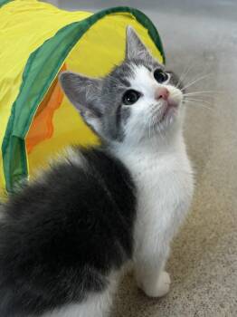 Mist -  Domestic Medium Hair Cat for Adoption in Sandusky, Michigan - Mist | PetCurious