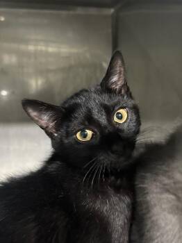 Cedar -  Domestic Short Hair Cat Available for Adoption in Cumming, Georgia - Cedar | PetCurious