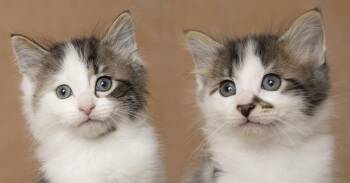 Robby and Whitaker -  Domestic Medium Hair Cat Available for Adoption in Chicago, Illinois - Robby And Whitaker | PetCurious