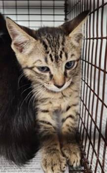 Domestic Short Hair Cats Available for Adoption in Fort Lauderdale, Florida - A2475922 | PetCurious
