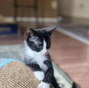 Helena A218937 -  Tuxedo Cat for Adoption in Plano, Texas - Helena A218937 | PetCurious