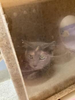 Working Cat: Alyssa -  Domestic Short Hair Cat for Adoption in Bloomington, Indiana - Working Cat: Alyssa | PetCurious