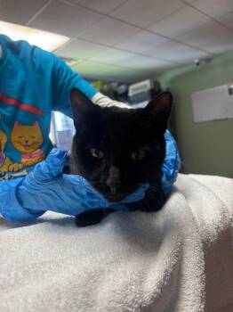 Domestic Short Hair Cats Available for Adoption in Wabash, Indiana - Darla | PetCurious