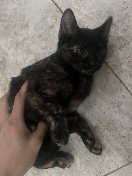 Domestic Short Hair Cats Available for Adoption - Beatrice | PetCurious