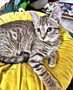 Sadie -  Tabby Cat for Adoption in Rutherfordton, North Carolina - Sadie | PetCurious
