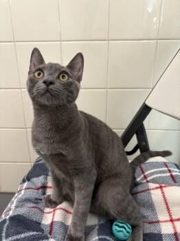 Atlas -  Domestic Short Hair Cat for Adoption in Healdsburg, California - Atlas | PetCurious