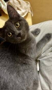 Mochi -  Domestic Medium Hair Cat for Adoption in Phoenix, Arizona - Mochi | PetCurious