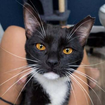 Sleigh Ride Higgins -  Domestic Medium Hair Cat for Adoption in Eagle Mountain, Utah - Sleigh Ride Higgins | PetCurious