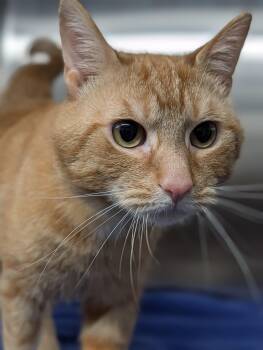 Domestic Short Hair Cats Available for Adoption in Plainfield, New Jersey - Scooty | PetCurious