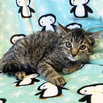 Rescue Domestic Short Hair Cats for Adoption in Mt. Juliet, Tennessee - Lace | PetCurious