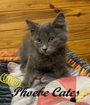 Phoebe Cates -  Domestic Long Hair Cat for Adoption in Southern Pines, North Carolina - Phoebe Cates | PetCurious