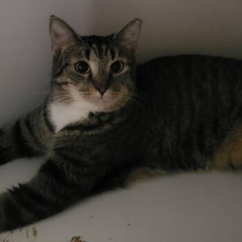 Ronnie -  Domestic Short Hair Cat for Adoption in Long Beach, California - Ronnie | PetCurious