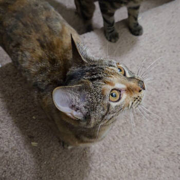 Rescue Domestic Short Hair Cats for Adoption in Abingdon, Maryland - 1025-56 Meryl | PetCurious