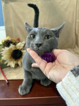 Rescue American Shorthair Cats for Adoption in Barboursville, West Virginia - Harrison | PetCurious