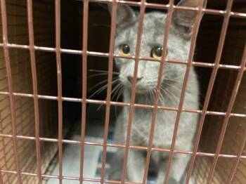 Dasha -  Domestic Short Hair Cat for Adoption in Austin, Texas - Dasha | PetCurious