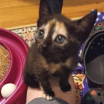 Cyndi -  Domestic Short Hair Cat for Adoption in Cumming, Georgia - Cyndi | PetCurious