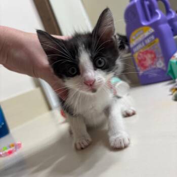 Domestic Short Hair Cats Available for Adoption in Park Row, Texas - Phineas | PetCurious