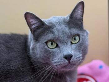 Pono -  Domestic Short Hair Cat for Adoption in Portland, Oregon - Pono | PetCurious