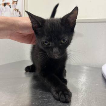 Domestic Short Hair Cats Available for Adoption in Clearwater, Florida - Josiah | PetCurious