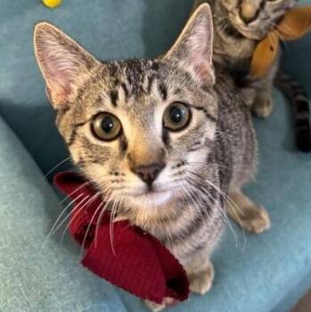 Troy Gashi -  Tabby and Domestic Short Hair Cat for Adoption in Friendswood, Texas - Troy Gashi | PetCurious
