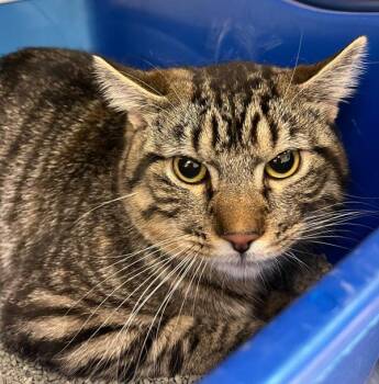 Gizmo -  Domestic Short Hair Cat for Adoption in Golden, Colorado - Gizmo | PetCurious