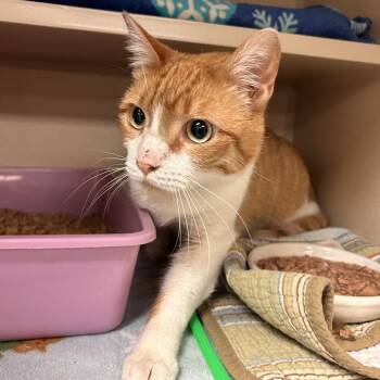Horus -  Domestic Short Hair Cat for Adoption in Flagstaff, Arizona - Horus | PetCurious