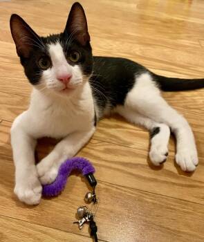 RoRo -  Domestic Short Hair Cat for Adoption in Reston, Virginia - RoRo | PetCurious