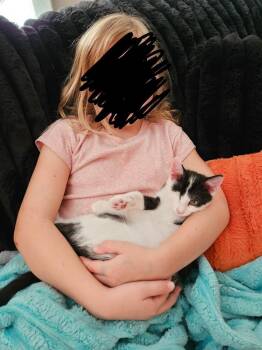 Panda (bonded to Milo) -  Domestic Short Hair Cat for Adoption in Wheaton, Illinois - Panda (bonded To Milo) | PetCurious