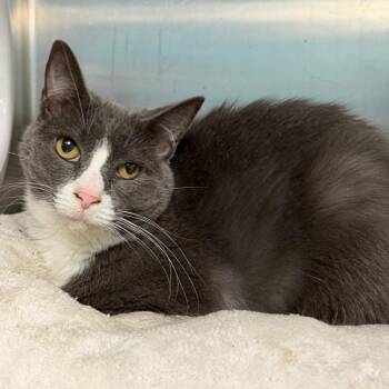 Mia -  Domestic Short Hair Cat for Adoption in Belleville, Illinois - Mia | PetCurious