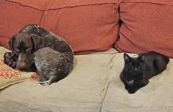 Nova -  Domestic Short Hair Cat for Adoption in Silver Spring, Maryland - Nova | PetCurious