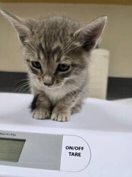 Chandler -  Domestic Short Hair Cat for Adoption in Kennewick, Washington - Chandler | PetCurious