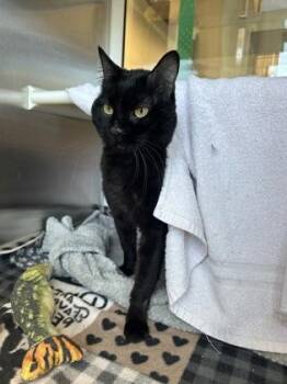 Domestic Short Hair Cats Available for Adoption in Kansas City, Missouri - Nyx | PetCurious