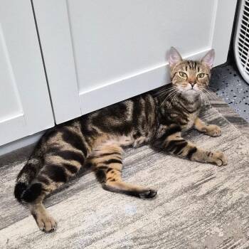 Pizza 29784 -  Domestic Short Hair Cat for Adoption in Middleburg, Florida - Pizza 29784 | PetCurious