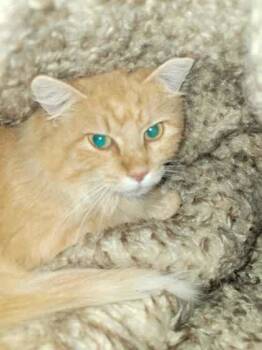 Rescue Domestic Long Hair and Domestic Short Hair Cats for Adoption in Memphis, Tennessee - Raindrop | PetCurious