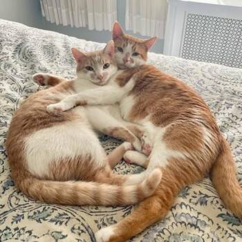 Nico and Lemonade (bonded brothers, discounted adoption fee) -  Domestic Short Hair Cat Available for Adoption in Melrose, Massachusetts - Nico And Lemonade (bonded Brothers, Discounted Adoption Fee) | PetCurious