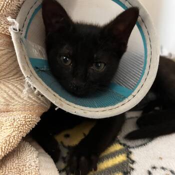 Domestic Short Hair Cats Available for Adoption - Daphne | PetCurious