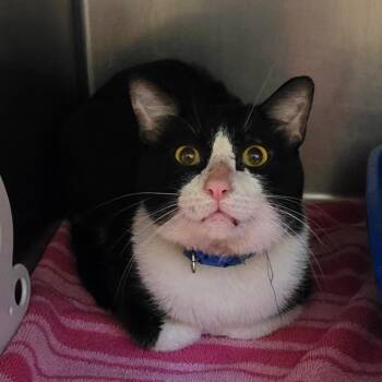 Domestic Short Hair Cats Available for Adoption in South Bend, Indiana - Rufio | PetCurious