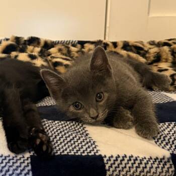 OG -  Domestic Short Hair Cat for Adoption - OG | PetCurious
