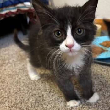 Commander Biermann-Schneider -  Domestic Short Hair and Tuxedo Cat for Adoption in Morrison, Colorado - Commander Biermann-Schneider | PetCurious
