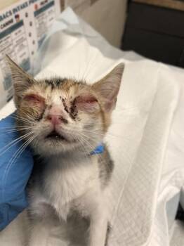 Rescue Domestic Short Hair Cats for Adoption in Long Beach, California - CD | PetCurious