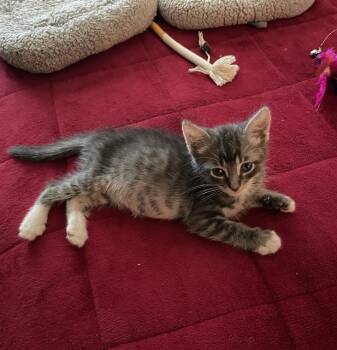 PRINCE CUDDLESTON -  Domestic Short Hair Cat for Adoption in Tustin, California - PRINCE CUDDLESTON | PetCurious